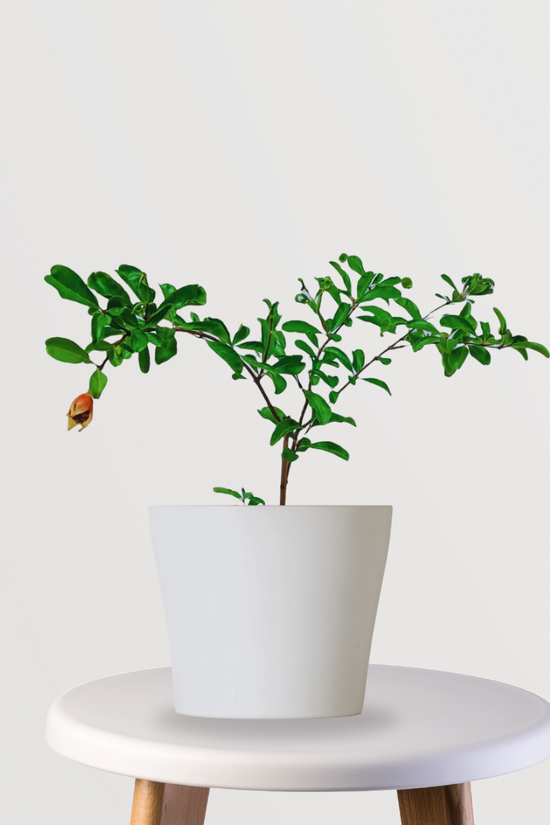 Anar Bhagwa pomegranate fruit tree
