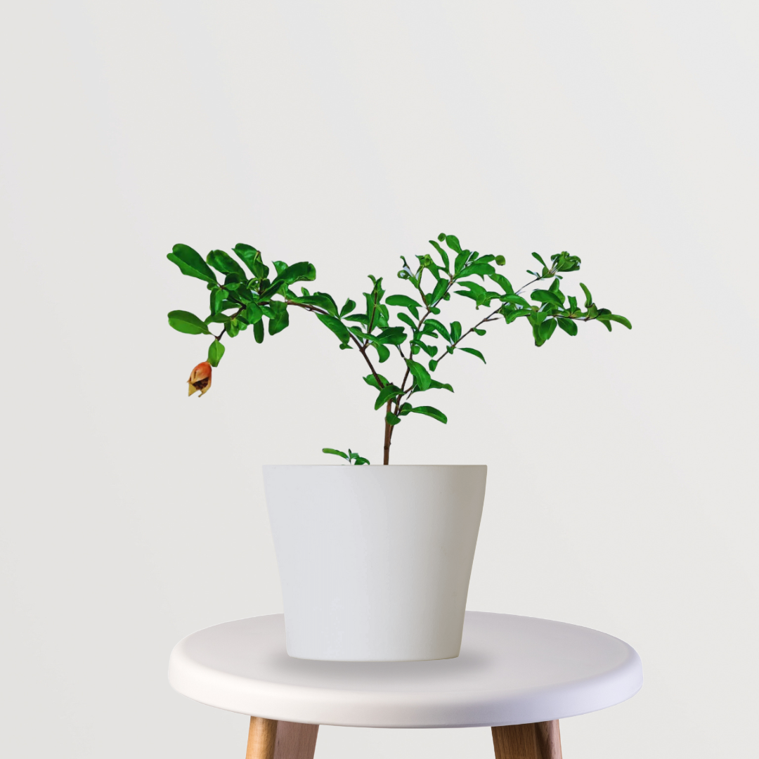 Anar Bhagwa pomegranate fruit tree
