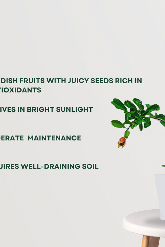 Anar Bhagwa pomegranate fruit tree
