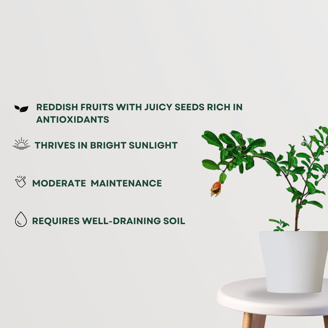 Anar Bhagwa pomegranate fruit tree
