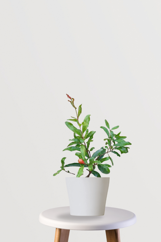 Ganesh variety pomegranate plant
