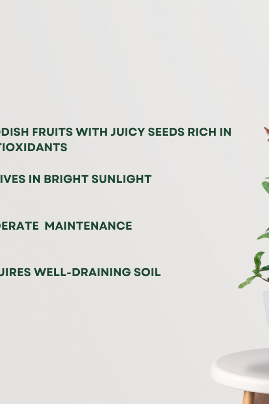 Ganesh variety pomegranate plant
