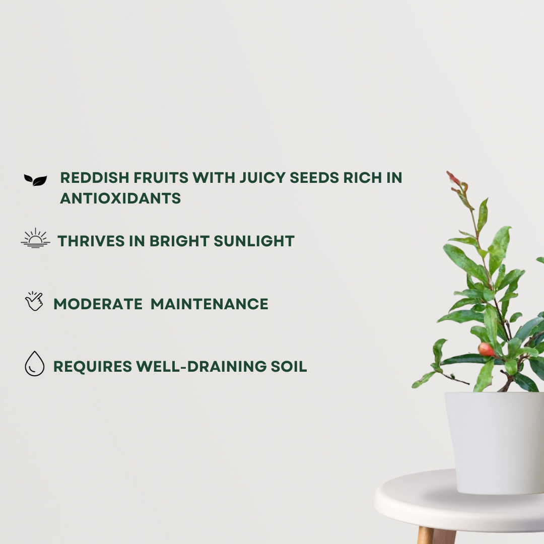 Ganesh variety pomegranate plant
