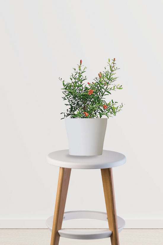 Anar (pomegranate) fruit plant
