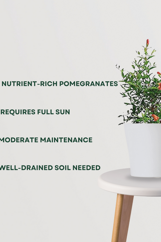 Anar (pomegranate) fruit plant
