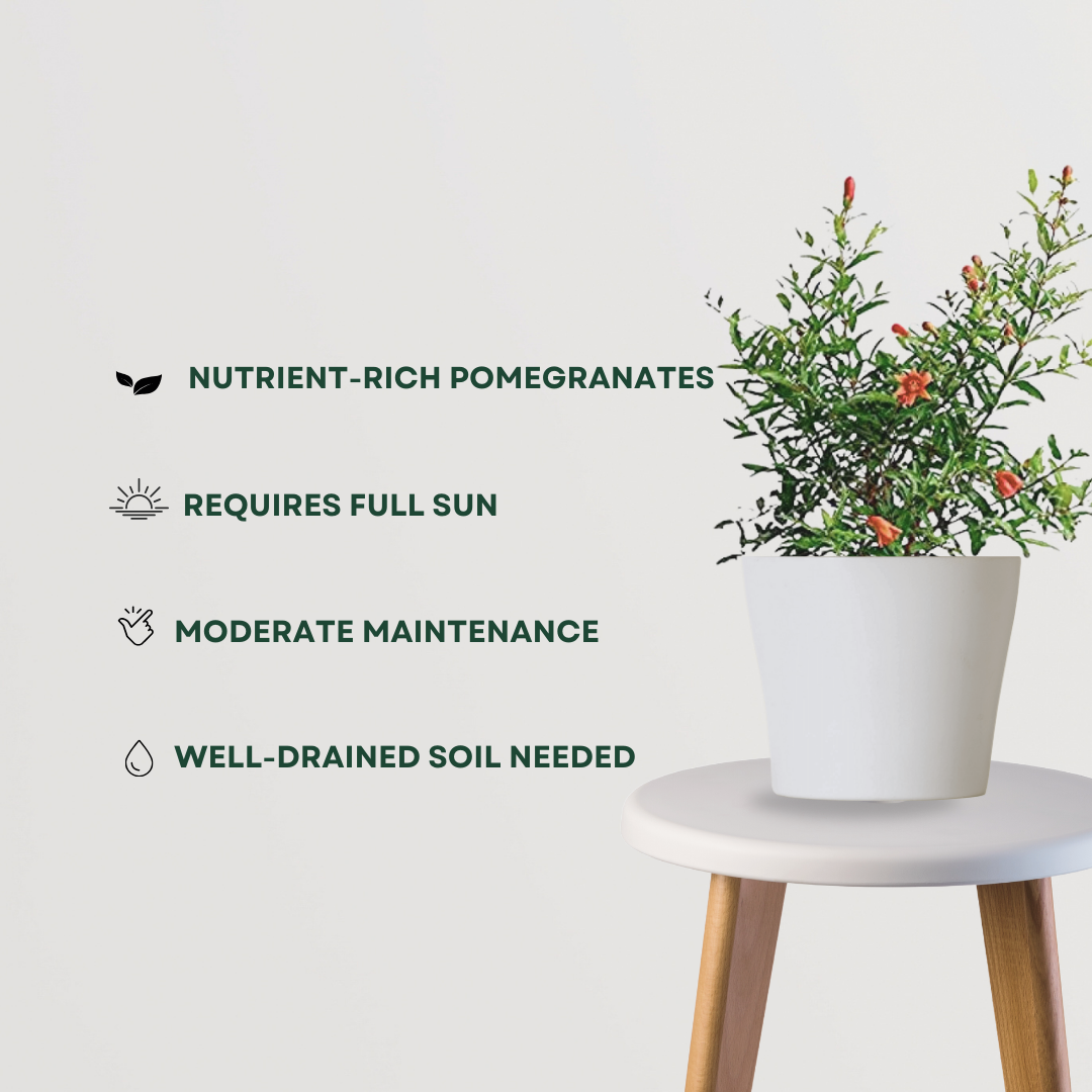 Anar (pomegranate) fruit plant
