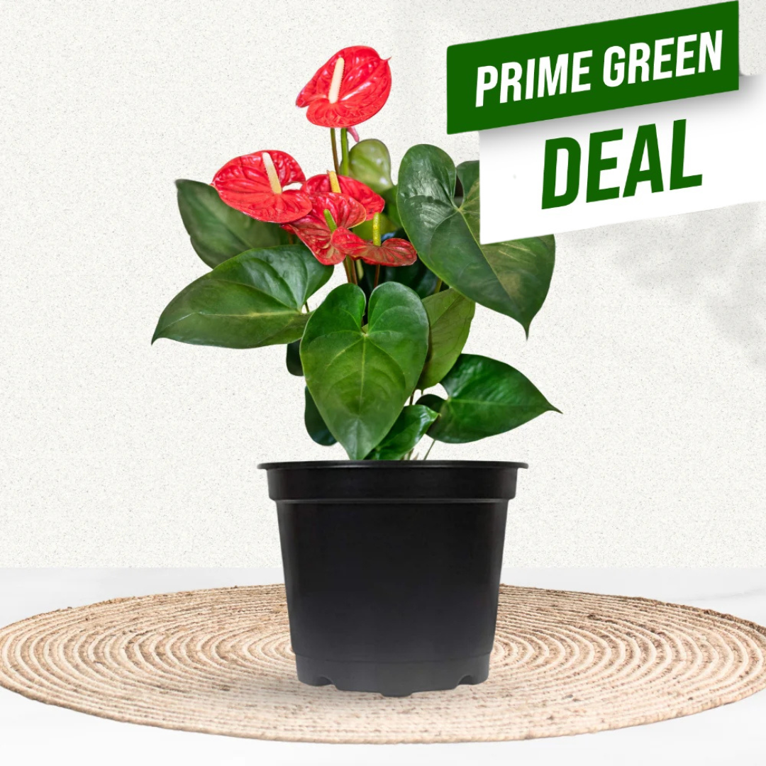 Potted plant with red flowers on a white background, featuring 'Prime Green Deal' text.