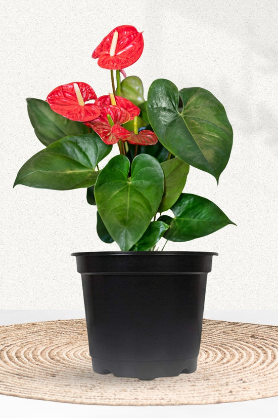 Red anthurium flowering indoor plant
