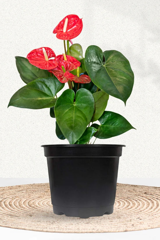 Holiday Harmony Pack (Poinsettia, Red Anthurium, Red Aglaonema)