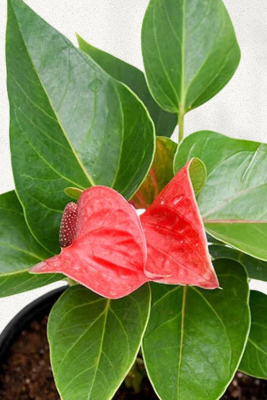 Anthurium plant - red/white/pink variants
