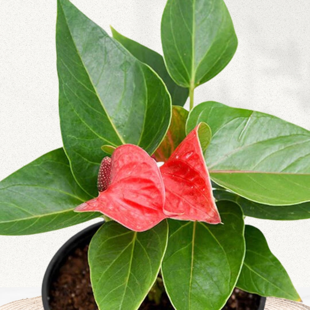 Anthurium plant - red/white/pink variants
