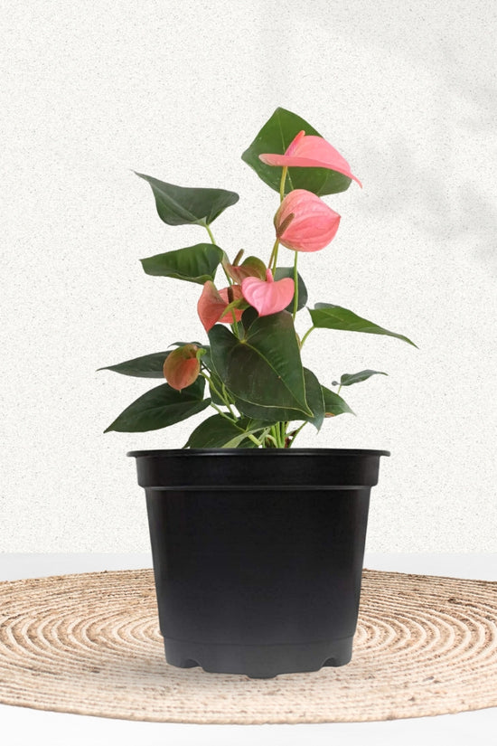 Anthurium with pink blossoms
