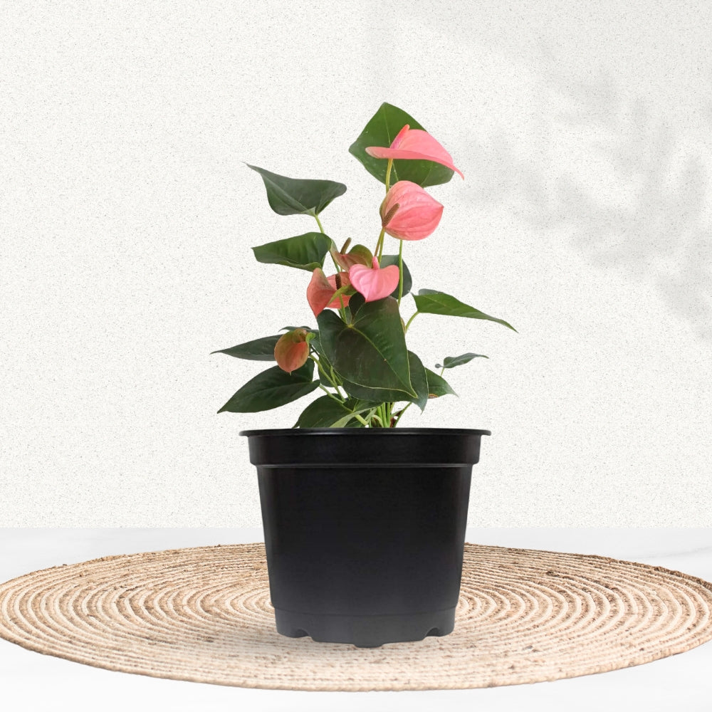 Anthurium plant - red/white/pink variants

