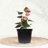 Anthurium Plant - Any Color Pink By Gardengram 