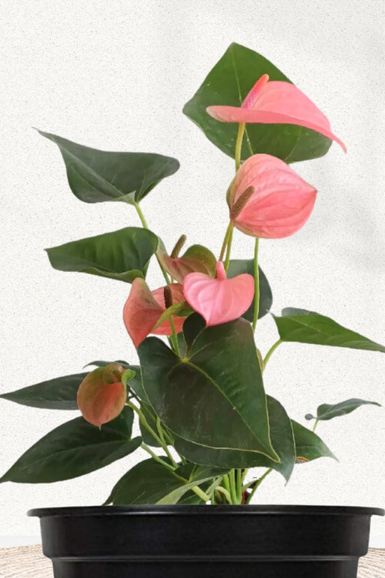 Anthurium with pink blossoms
