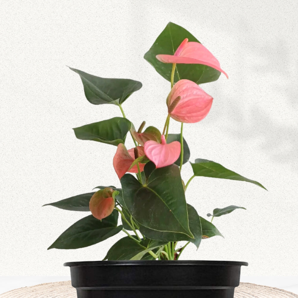 Anthurium plant - red/white/pink variants
