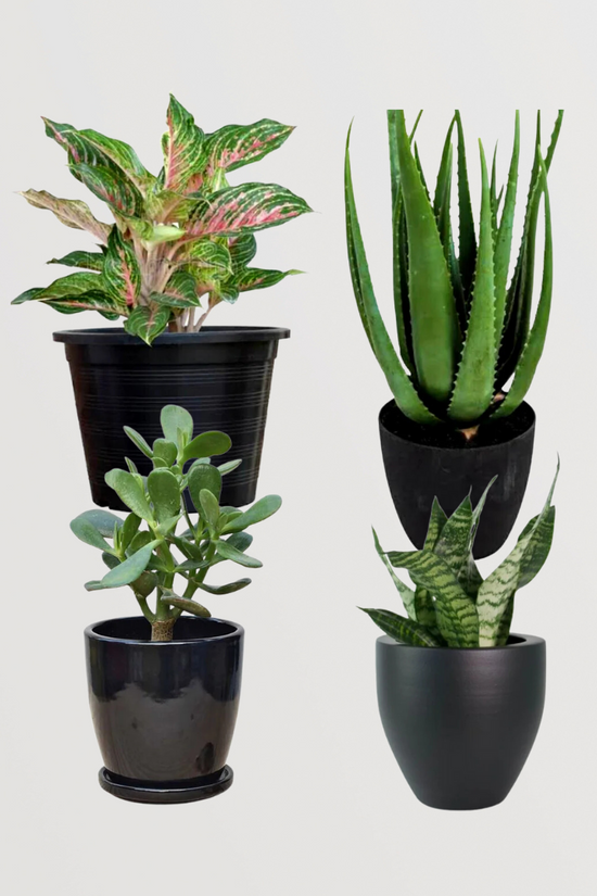 anti-snake plants Anti-Stress & Anxiety Plant Combo – Gardengram