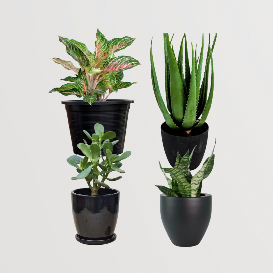 Relaxation and anti-anxiety plant set

