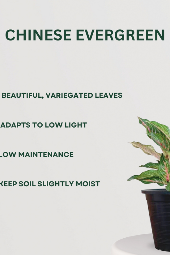 Relaxation and anti-anxiety plant set
