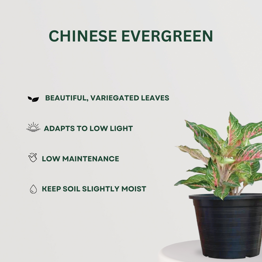 Relaxation and anti-anxiety plant set
