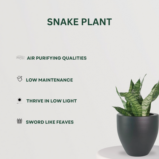 Relaxation and anti-anxiety plant set
