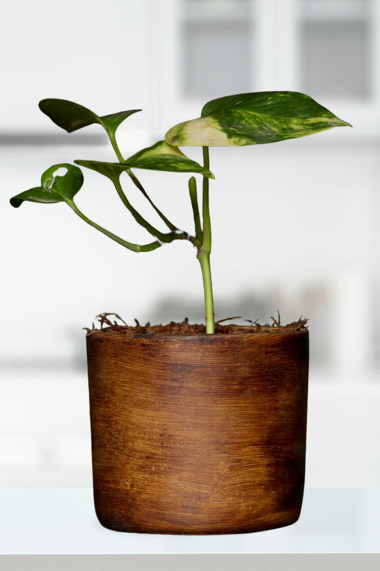 Antique ceramic pot - brown
