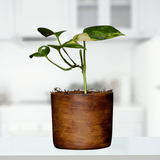 "Antique Ceramic Pot | Brown Ceramic Planter - Gardengram