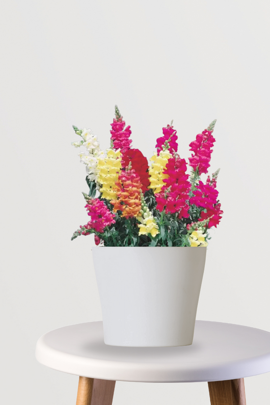 Antirrhinum (Snapdragon) plant
