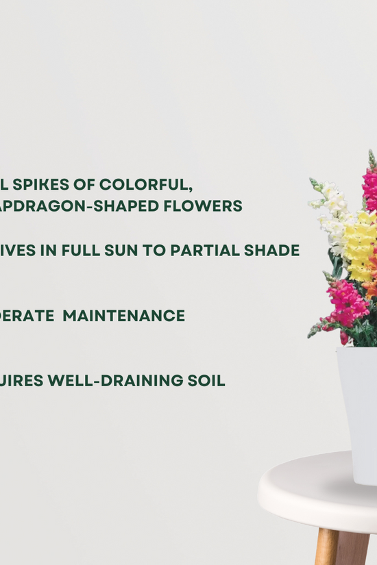 Antirrhinum (Snapdragon) plant
