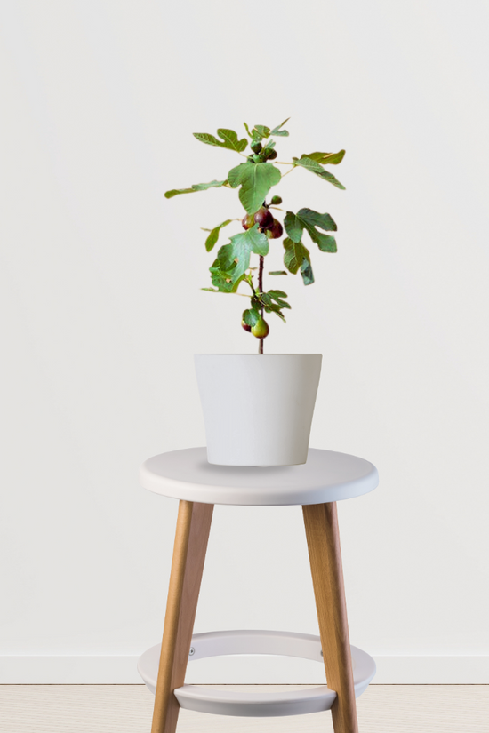 Fig plant (Anjeer) for home garden
