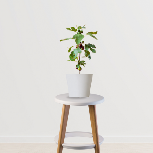 Fig plant (Anjeer) for home garden
