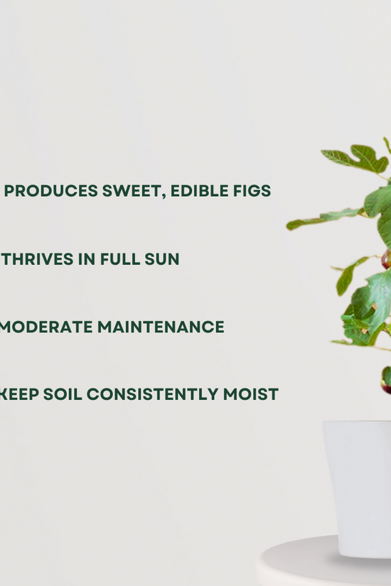 Fig plant (Anjeer) for home garden
