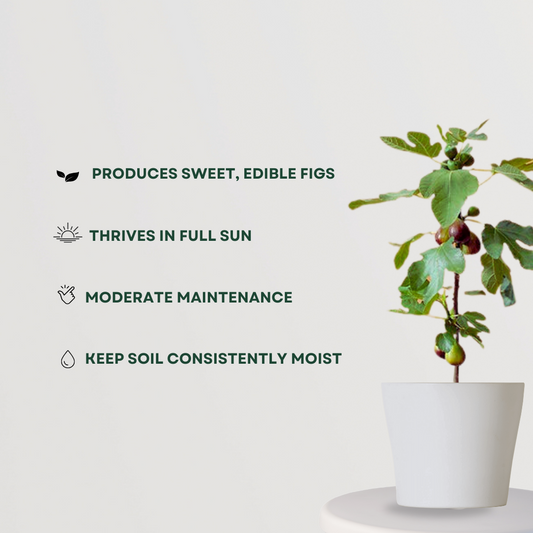 Fig plant (Anjeer) for home garden
