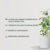 Aparajita plant - Gardengram 