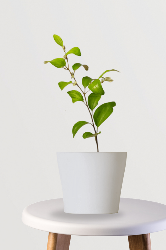 Small variety apple jujube plant
