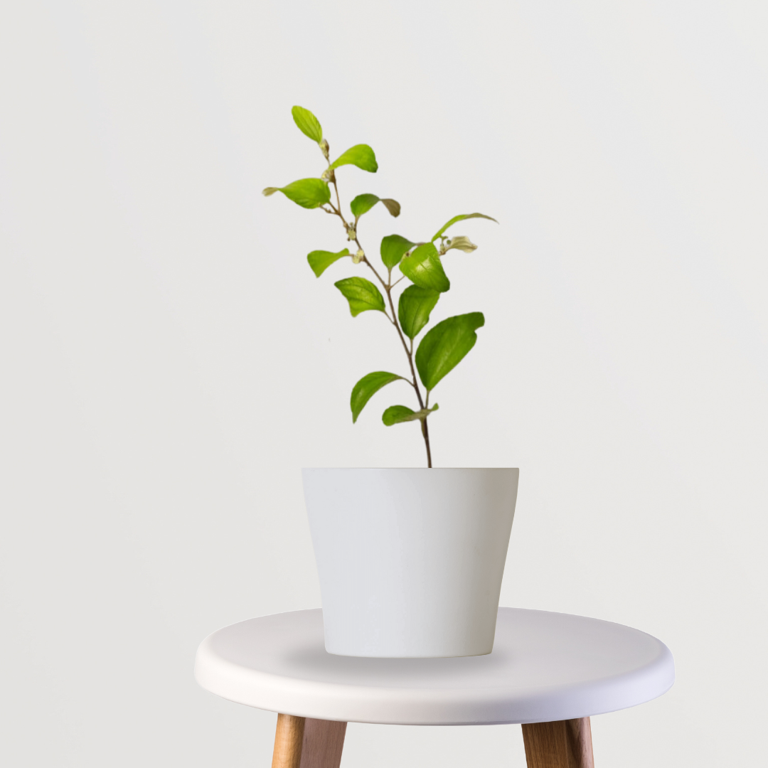 Small variety apple jujube plant
