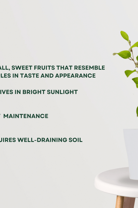 Small variety apple jujube plant
