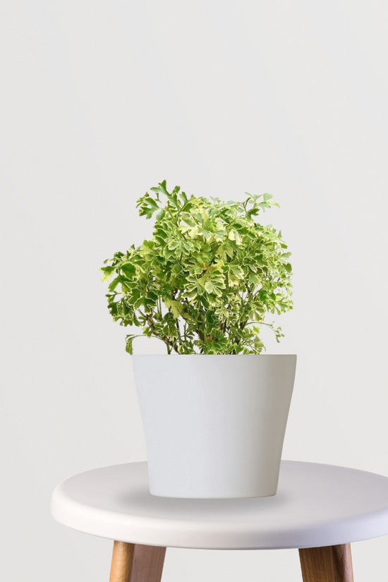 Aralia variegated indoor plant
