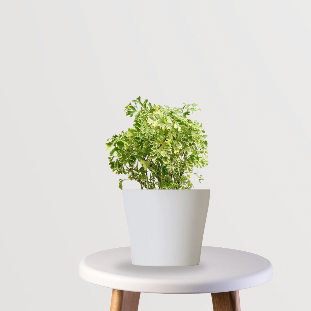 Aralia variegated indoor plant
