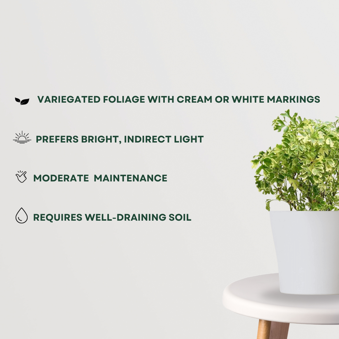 Aralia variegated indoor plant
