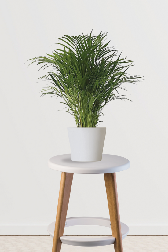 Areca Palm plant for indoors
