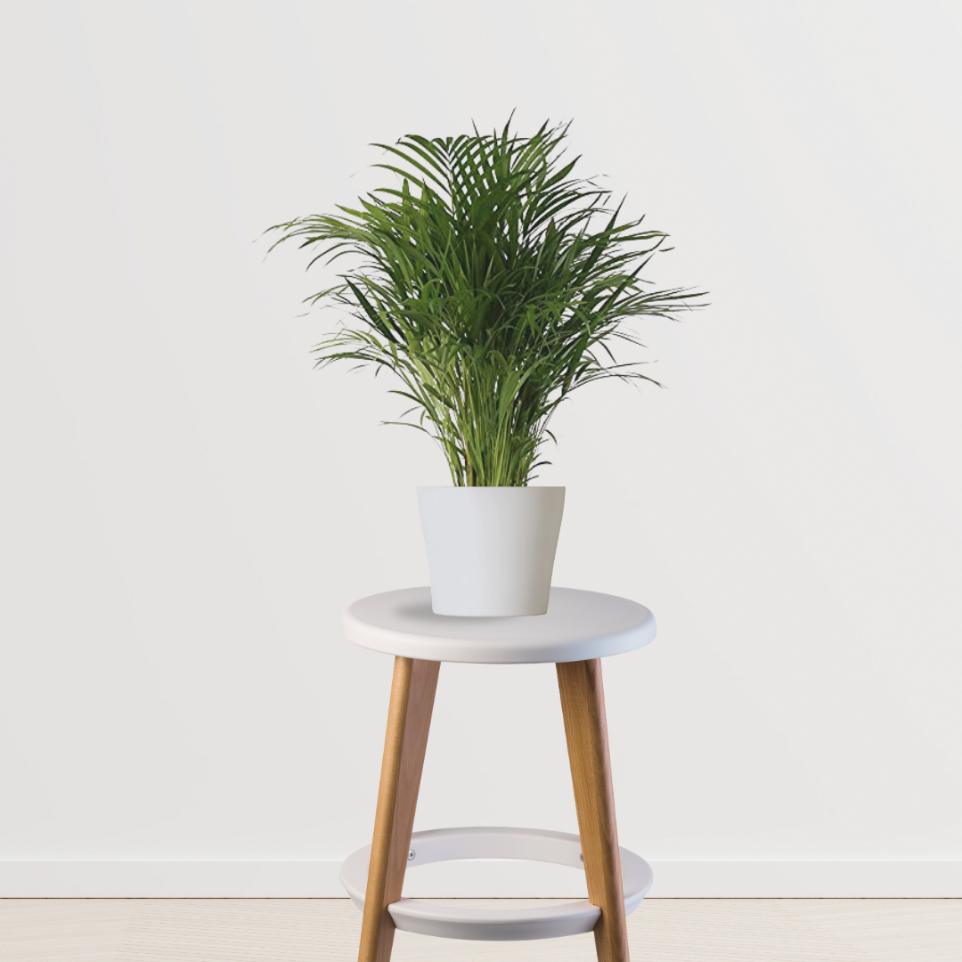 Areca Palm plant for indoors
