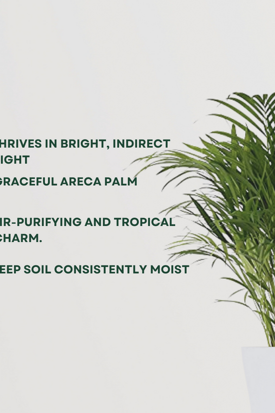 Areca Palm plant for indoors
