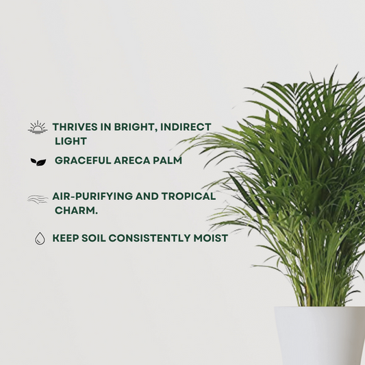 Areca Palm plant for indoors
