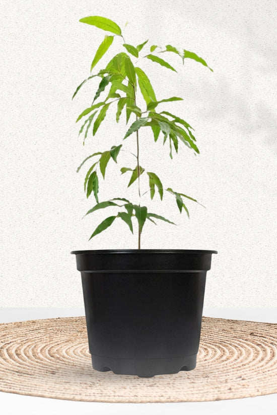 Polyalthia longifolia - Ashoka tree
