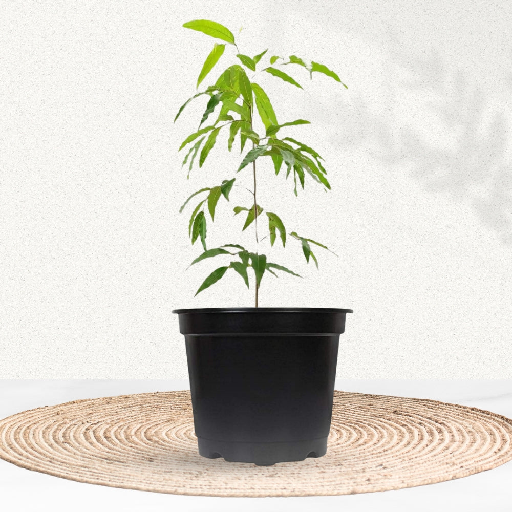 Polyalthia longifolia - Ashoka tree
