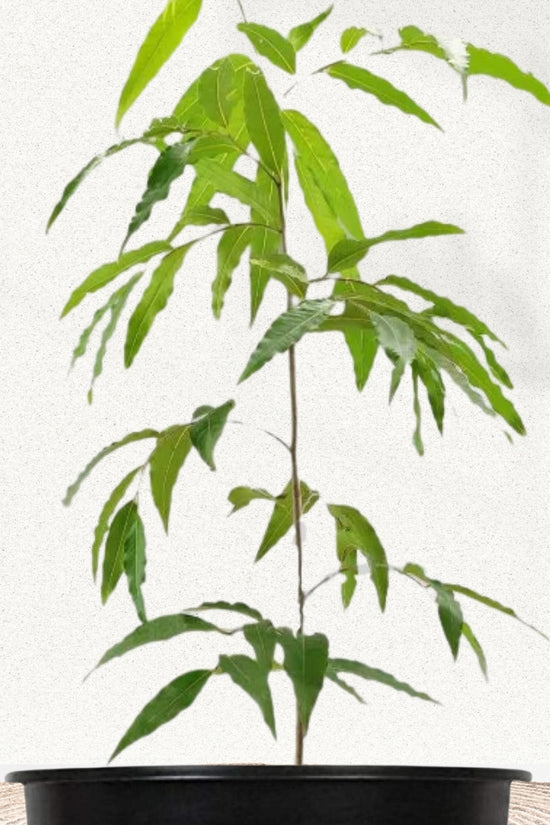 Polyalthia longifolia - Ashoka tree
