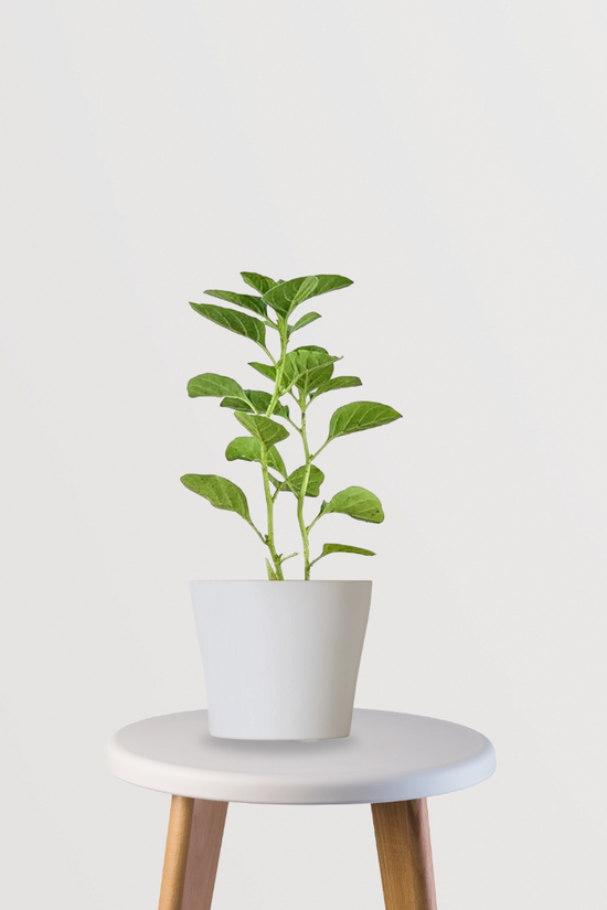 Ashwagandha herb plant for health