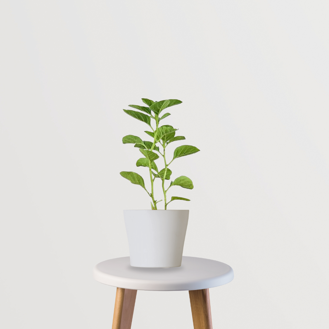 ashwagandha plant in pot Ashwagandha Plant – Gardengram