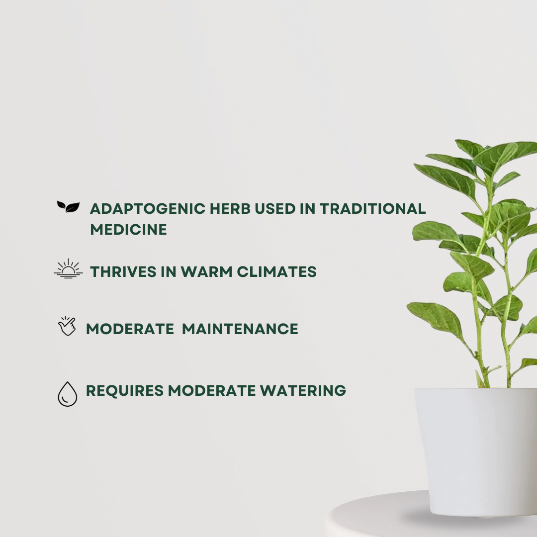 Ashwagandha herb plant for health